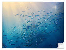 Wandsticker Makrelenschwarm, Balisee, Indonesien