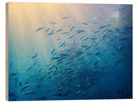 Trätavla School of mackerel, Bali Sea, Indonesia - HADYPHOTO