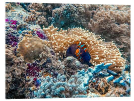 Akrylglastavla Anemonefish in an anemone, Bali Sea, Indonesia - HADYPHOTO