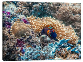 Canvastavla Anemonefish in an anemone, Bali Sea, Indonesia - HADYPHOTO
