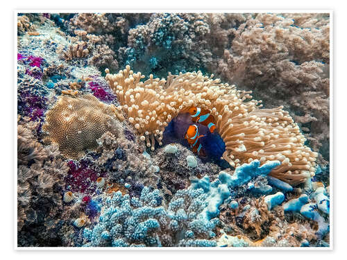 Juliste Anemonefish in an anemone, Bali Sea, Indonesia