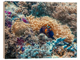 Wood print Anemonefish in an anemone, Bali Sea, Indonesia - HADYPHOTO