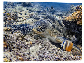 Akrylbillede Green sea turtle on the seabed, Bali - HADYPHOTO