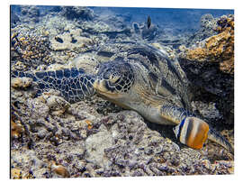 Tableau en aluminium Green sea turtle on the seabed, Bali - HADYPHOTO