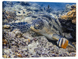 Canvastavla Green sea turtle on the seabed, Bali - HADYPHOTO