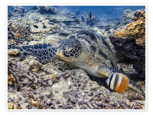 Poster Green sea turtle on the seabed, Bali