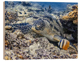 Wood print Green sea turtle on the seabed, Bali - HADYPHOTO