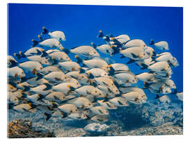Akrylglastavla School of snappers - HADYPHOTO
