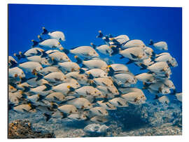 Tableau en aluminium School of snappers - HADYPHOTO