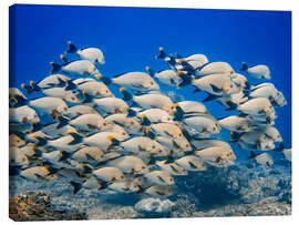 Canvastavla School of snappers - HADYPHOTO