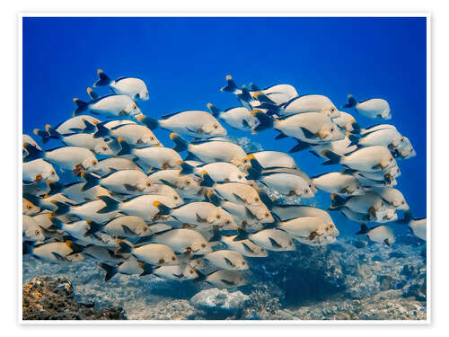 Juliste School of snappers