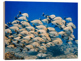 Wood print School of snappers - HADYPHOTO