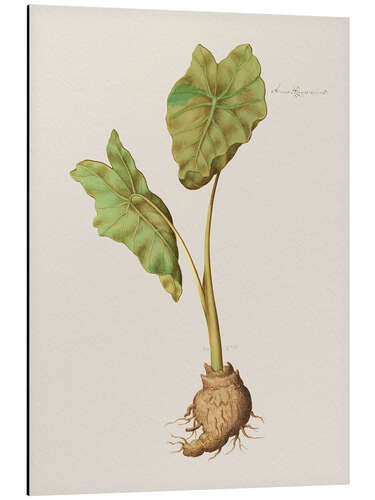 Aluminium print Arum Aegyptiacum