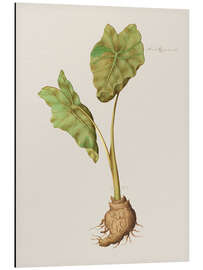 Aluminium print Arum Aegyptiacum - Giovanna Garzoni