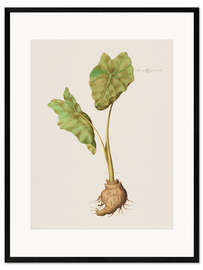 Impresión de arte enmarcada Arum Aegyptiacum