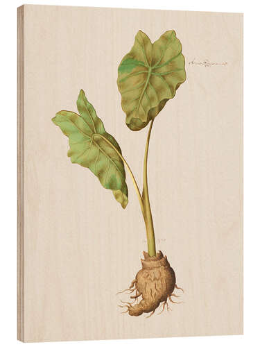 Wood print Arum Aegyptiacum