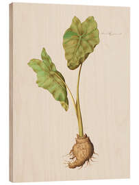 Wood print Arum Aegyptiacum