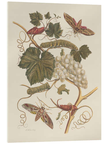 Acrylic print Insectes de Surinam no. 37, 1705