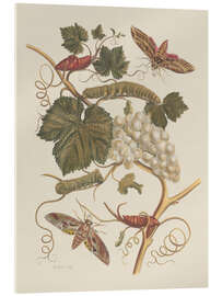 Acrylic print Insectes de Surinam no. 37, 1705 - Maria Sibylla Merian