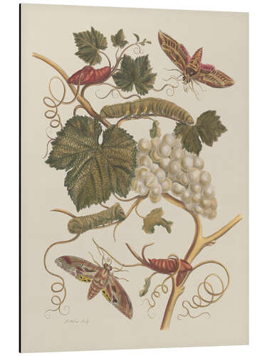 Aluminium print Insectes de Surinam no. 37, 1705