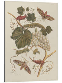 Aluminium print Insectes de Surinam no. 37, 1705 - Maria Sibylla Merian