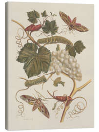 Stampa su tela Insectes de Surinam no. 37, 1705 - Maria Sibylla Merian