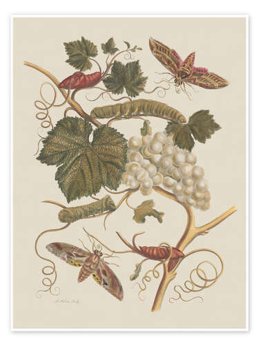 Poster Insectes de Surinam no. 37, 1705