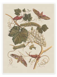 Wall print Insectes de Surinam no. 37, 1705 - Maria Sibylla Merian