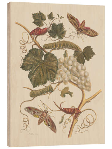 Cuadro de madera Insectes de Surinam no. 37, 1705
