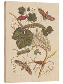 Cuadro de madera Insectes de Surinam no. 37, 1705 - Maria Sibylla Merian