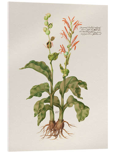 Acrylic print Cannacorus latifolius vulgaris