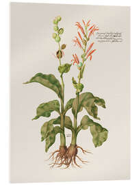 Acrylic print Cannacorus latifolius vulgaris - Giovanna Garzoni