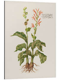 Aluminium print Cannacorus latifolius vulgaris - Giovanna Garzoni