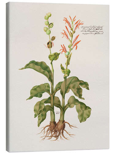 Canvas print Cannacorus latifolius vulgaris