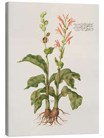 Lærredsbillede Cannacorus latifolius vulgaris - Giovanna Garzoni