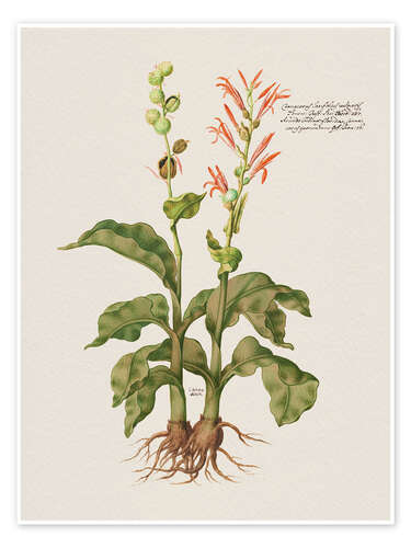 Poster Cannacorus latifolius vulgaris