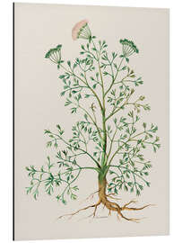 Aluminium print Rosemary - Giovanna Garzoni