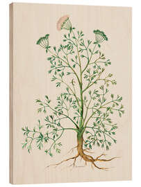 Wood print Rosemary - Giovanna Garzoni