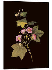 Acrylglasbild Rubus odoratus - Mary Delany