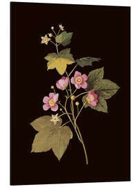 Aluminium print Rubus odoratus - Mary Delany
