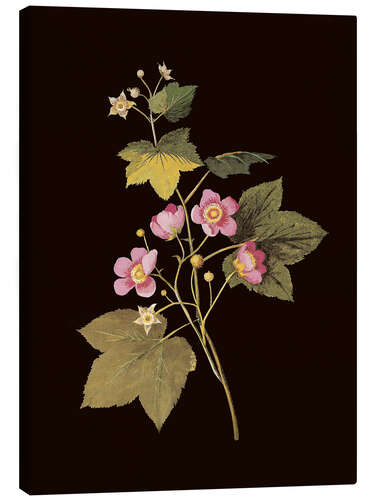 Lienzo Rubus odoratus
