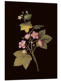 Hartschaumbild Rubus odoratus