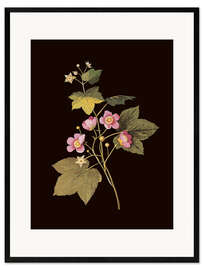 Gerahmter Kunstdruck Rubus odoratus