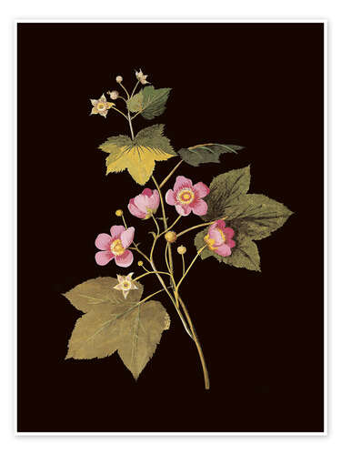 Poster Rubus odoratus