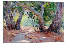 Aluminium print Sunshine and Shade, Orange County Park, California - Anna Althea Hills