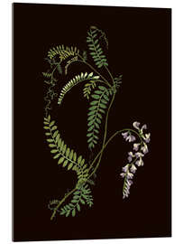 Tableau en verre acrylique Vicia sylvatica - Mary Delany