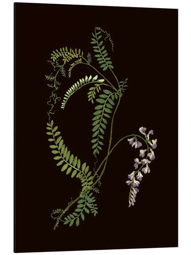 Aluminium print Vicia sylvatica