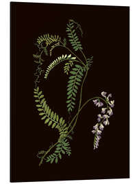 Aluminium print Vicia sylvatica - Mary Delany