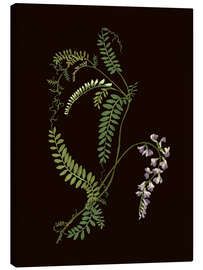 Canvas print Vicia sylvatica - Mary Delany