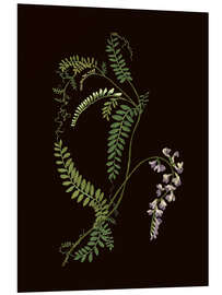 Hartschaumbild Vicia sylvatica